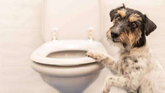 Como criar hábitos de higiene para cães