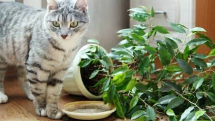 Como os gatos são mantidos longe das plantas?