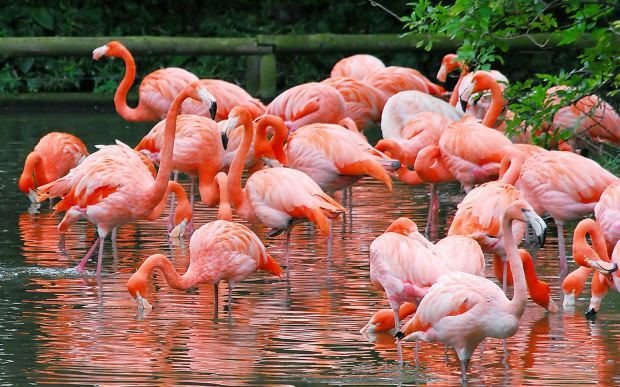 Onde fica Flamingo Village? Como chegar lá? Quanto custa o café da manhã?