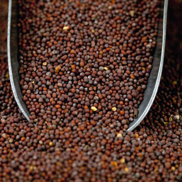Quais são os benefícios da mostarda e é bom para doenças? Como usar sementes de mostarda preta?
