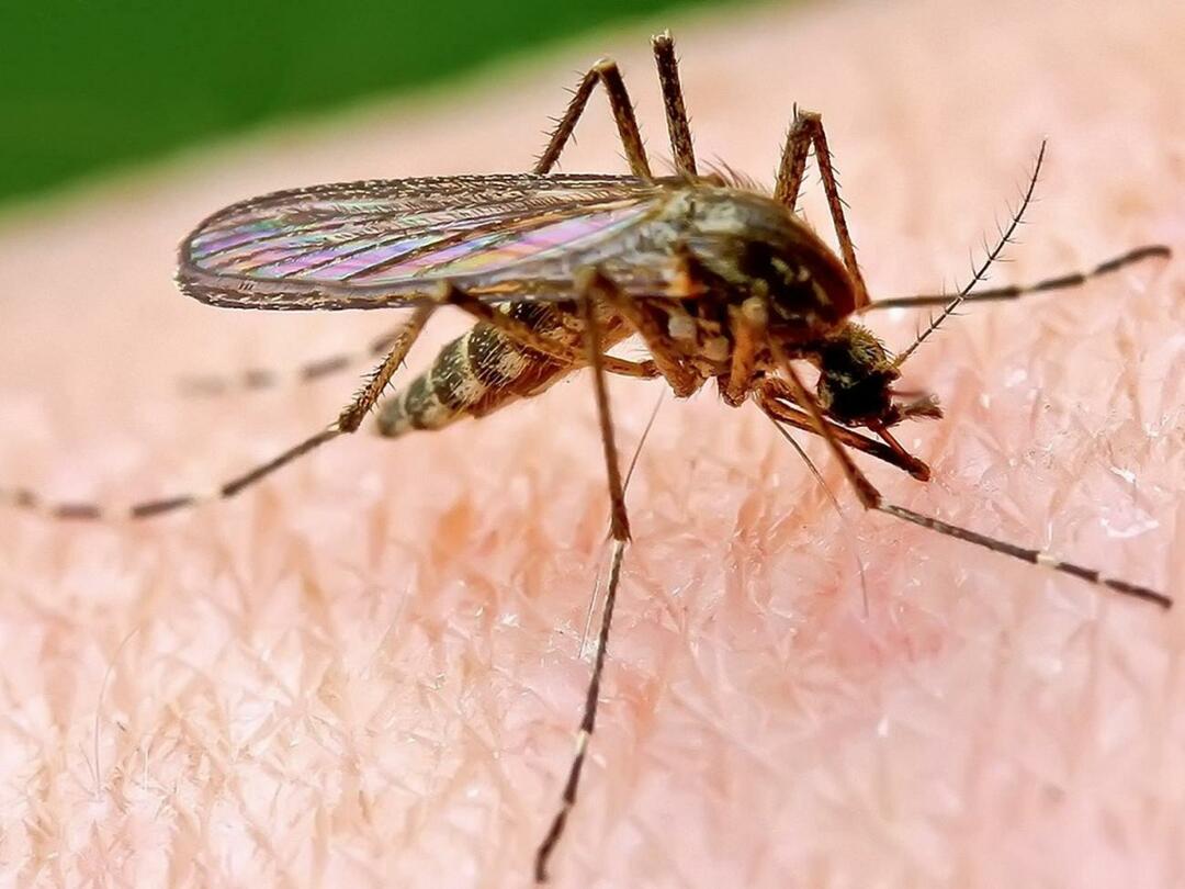 Por que os mosquitos picam mais algumas pessoas?