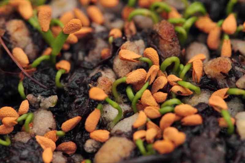 O que é semente Como ocorre a germinação das sementes?