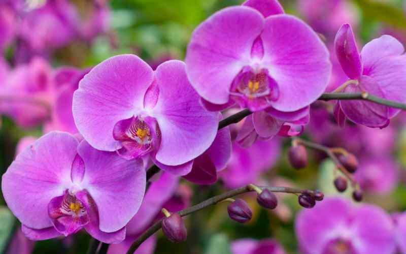 cuidados com orquídeas