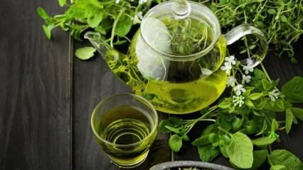 Os benefícios do chá verde! Emagrecimento rápido e saudável com dieta de chá verde