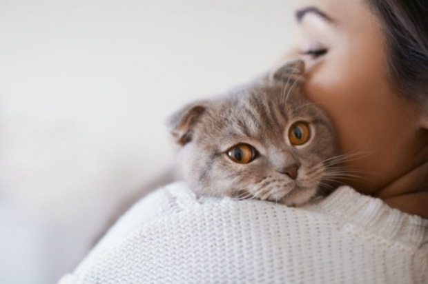 Como evitar o estresse dos gatos? Como evitar queda de pêlos de gato?