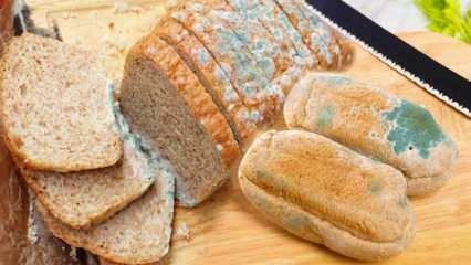 Como evitar o mofo do pão no Ramadã? Maneiras de evitar que o pão fique velho e mofado