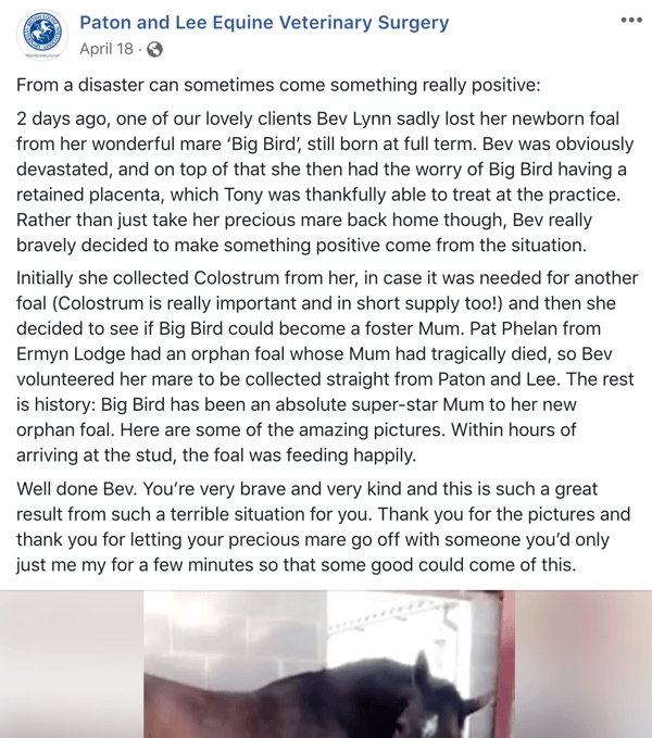 Exemplo de uma postagem no Facebook com uma história de Paton e Lee Equine Veterinary Surger.