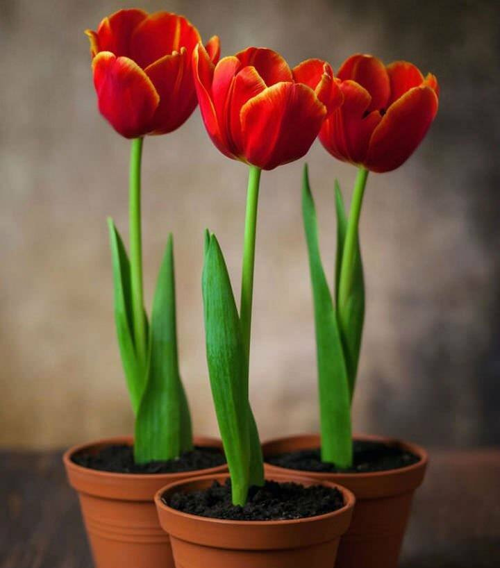 Plantando bulbos de tulipas