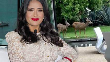 A estrela de Hollywood Salma Hayek compartilhou o cervo que entrou em seu jardim nas redes sociais!