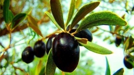 Como cuidar de uma oliveira em casa? 