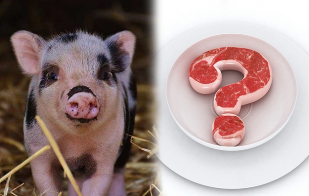 É proibido comer carne de porco?