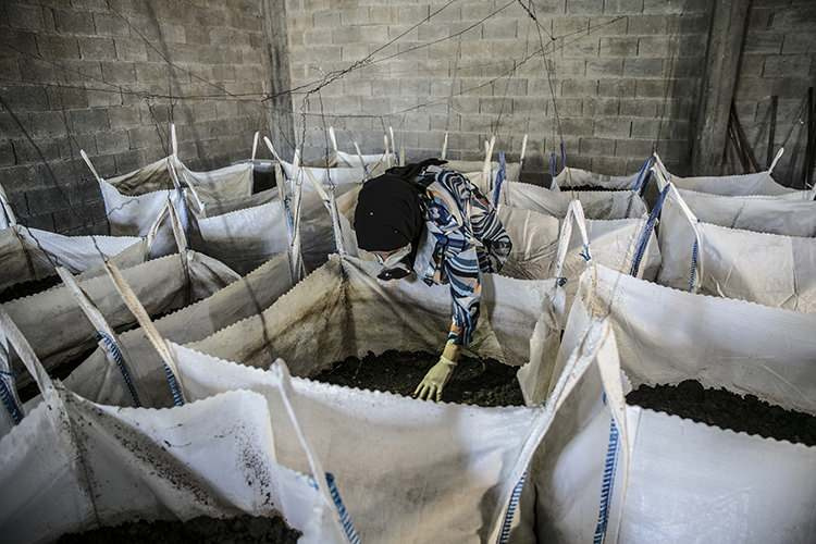 Ela produz 12 toneladas de fertilizante anualmente com as minhocas que alimenta no porão de sua casa.