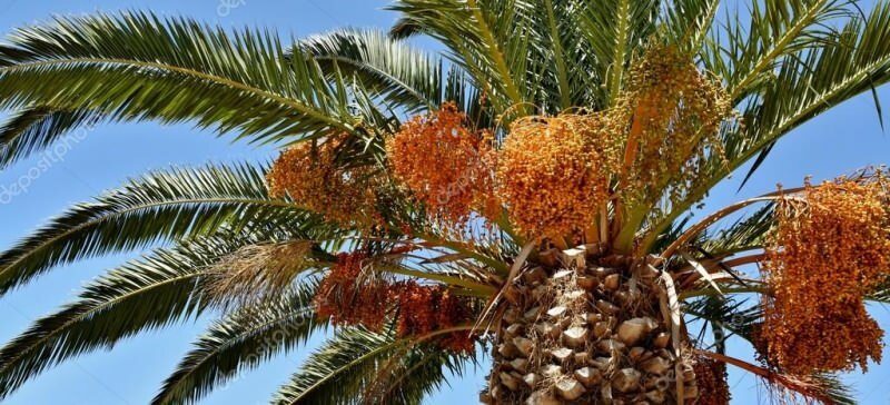 O que é uma palmeira? Quais são as propriedades da palmeira, como cultivá-la