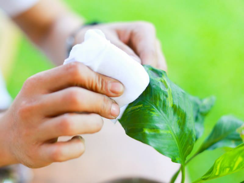 Como remover o pó acumulado nas flores sem machucá-las? Como espanar as flores?