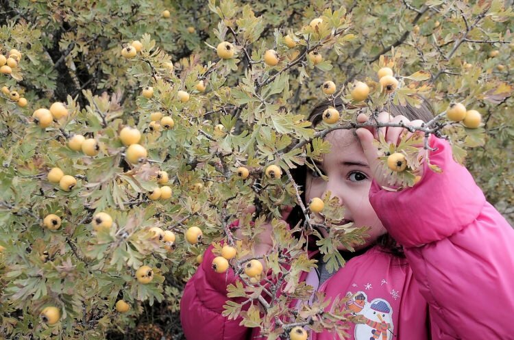 O que é espinheiro? Benefícios desconhecidos da fruta espinheiro