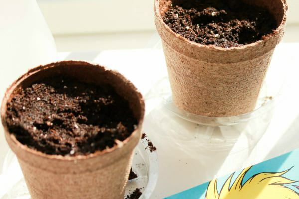 Como plantar sementes de hera