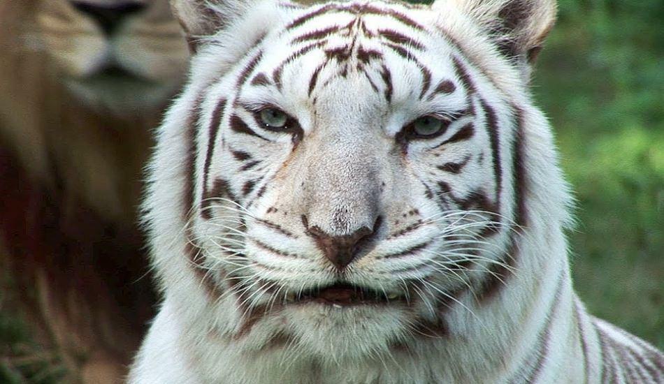 O tigre branco no zoológico espalha perigo