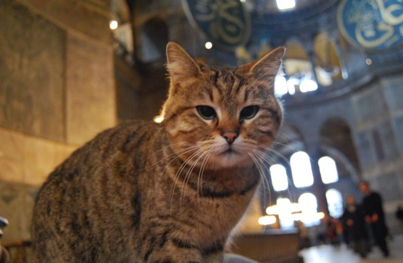 Gata Gli de Hagia Sophia