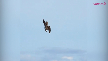 A incrível habilidade de caça do Fish Eagle!