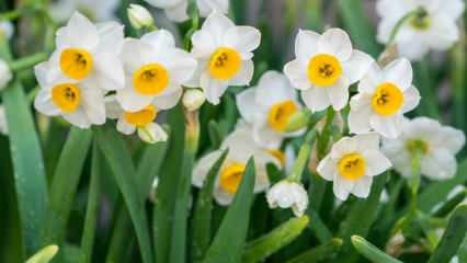 Qual é o significado da flor de narciso, quais são suas características e benefícios? Como propagar uma flor de narciso