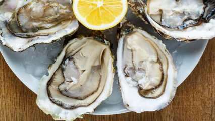 O que são ostras e como as ostras são limpas? Como comer ostras e quais são seus benefícios?