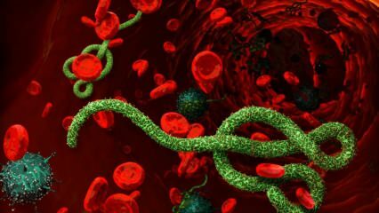 O que é o vírus Ebola? Como o vírus Ebola é transmitido? Quais são os sintomas do vírus Ebola? 