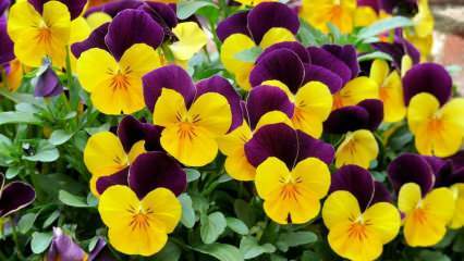 Como cuidar de uma flor violeta? Como reproduzir uma flor violeta?