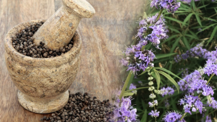 Quais são os benefícios da semente Hayit? Para que serve uma mistura de sementes de feno e mel?