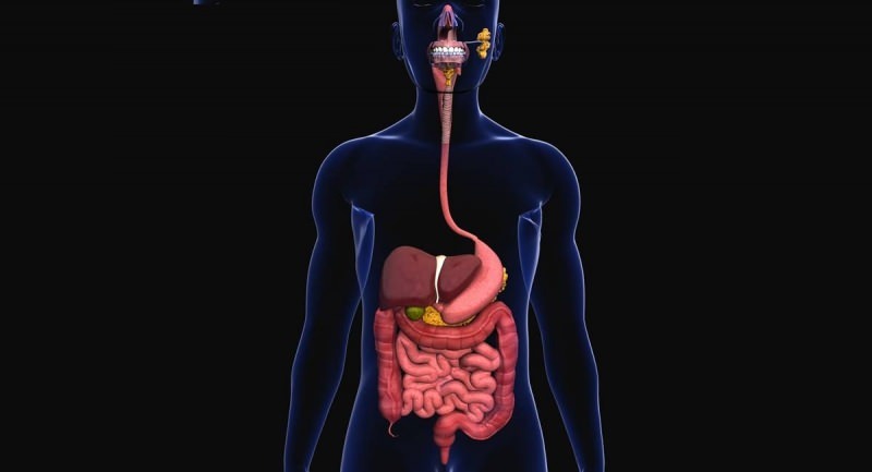 Os probióticos são benéficos para o funcionamento do sistema digestivo