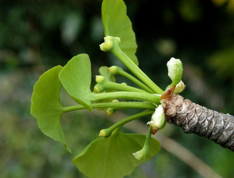 ginkgo biloba beneficia particularmente a saúde do cérebro