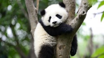 O menor panda do mundo nasceu na China
