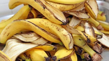 Quais são os benefícios da banana? Quantos tipos de bananas existem? Usos desconhecidos da casca de banana! 