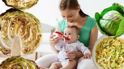 Bebês comem repolho? Em que mês os bebês devem receber repolho? Benefícios do repolho para bebês