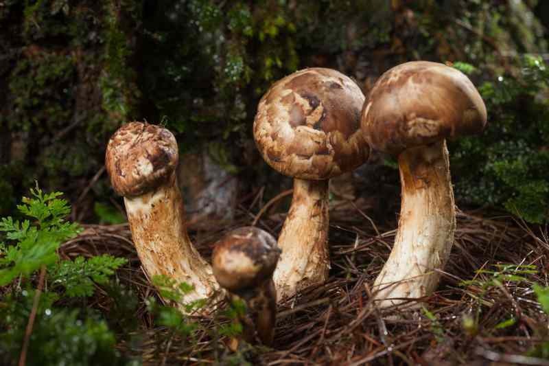 cogumelos matsutake crescem no fundo dos pinheiros