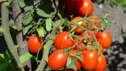 Como cultivar tomates em uma panela? O cultivo de tomate mais fácil