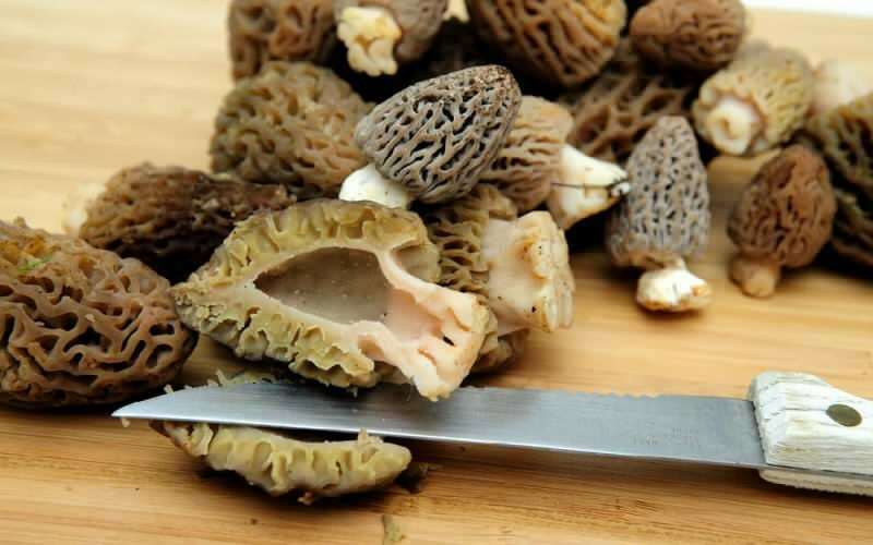 Quais são os benefícios dos cogumelos da barriga de cordeiro? Como consumir cogumelos de barriga de cordeiro?