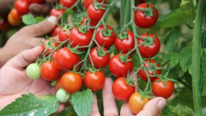 Qual é o benefício de comer tomate no sahur? Quais são os benefícios do tomate cru? 
