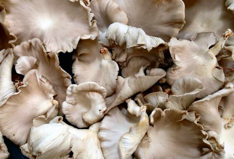 consumo excessivo de cogumelos pode causar alergias a envenenamentos 