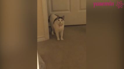 O gato que reage aos convidados que voltam para casa!