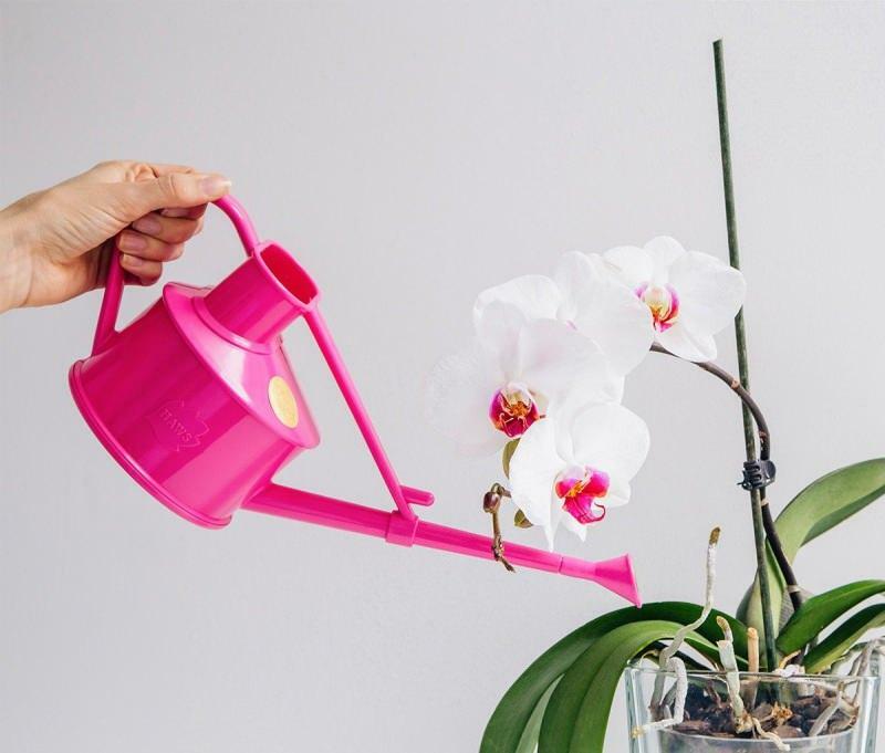 como propagar orquídeas