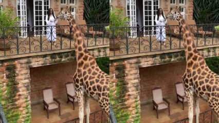 A mulher alimentando a girafa da varanda com as mãos! 