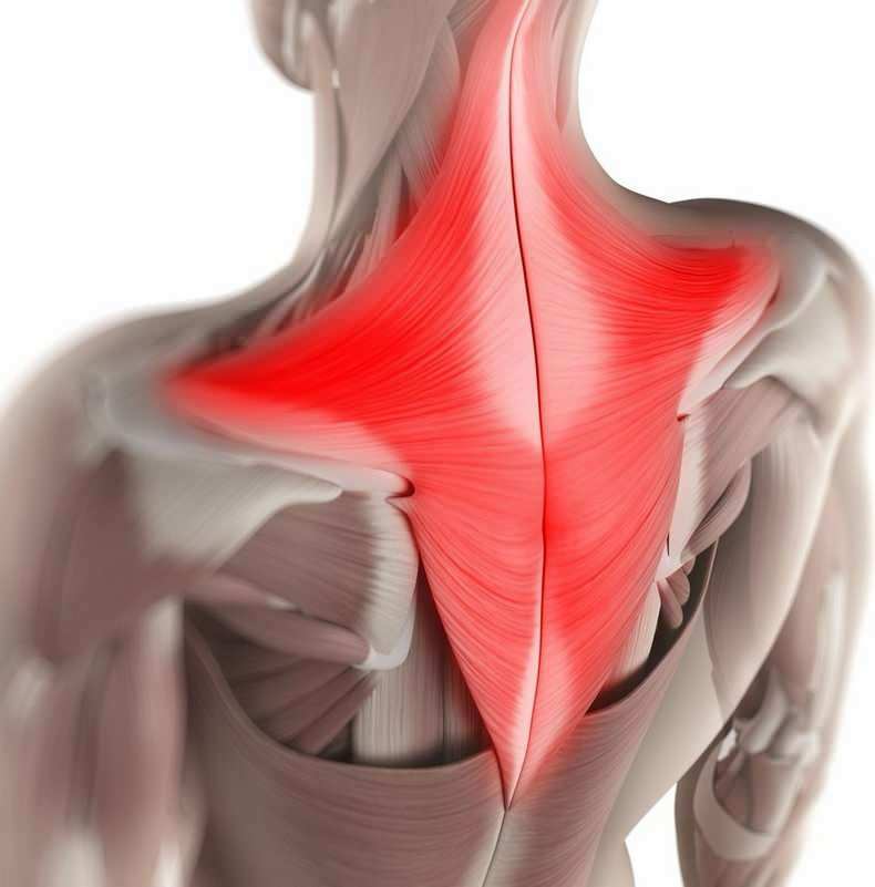 Durante o dia, inconscientemente, os músculos da região do pescoço podem ser puxados nas posições incorretas do assento. 