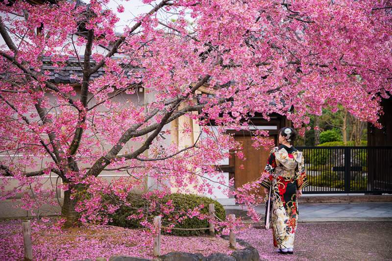 O que significa Sakura? Propriedades desconhecidas da flor de sakura