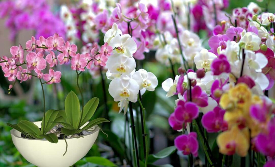Como cuidar de orquídeas? Como propagar flores de orquídea? 5 coisas que as flores de orquídea não gostam
