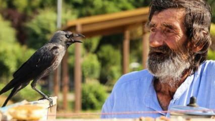 Mehmet Çevik, 74, está servindo chá com um corvo!