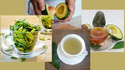 Quais são os benefícios do chá de folhas de abacate? Como fazer chá de folha de abacate?