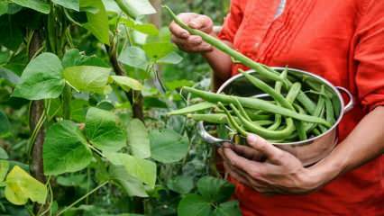 Como o feijão verde é cultivado? Maneiras de cultivar feijão no solo