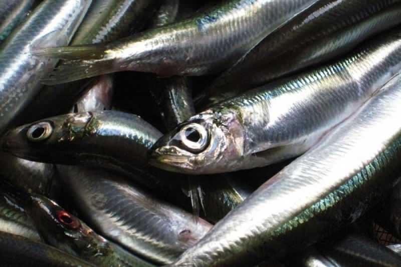 a sardinha tem o maior valor de óleo entre as espécies de peixes