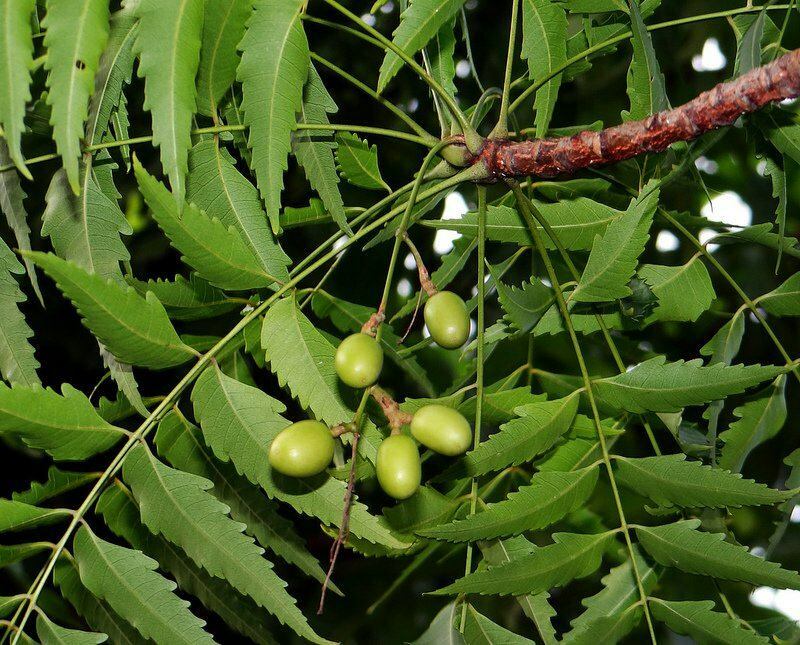 árvore neem tem sido usada na medicina alternativa desde os tempos antigos