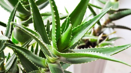 O que é Aloe Vera? Quais são os benefícios para a pele? Como o Aloe Vera é aplicado na pele?